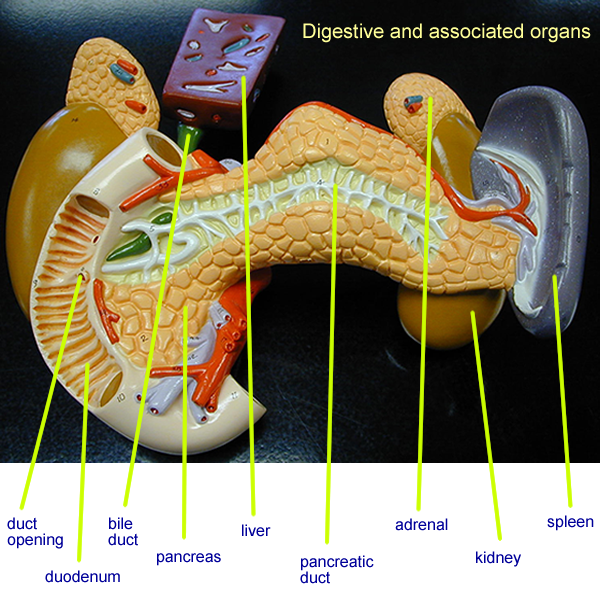 Untitled Document [faculty.collin.edu]